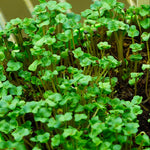 Microgreen Seed - Broccoli, ORGANIC - Sow True Seed