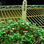 Microgreen Seed - Radish, China Rose, ORGANIC - Sow True Seed