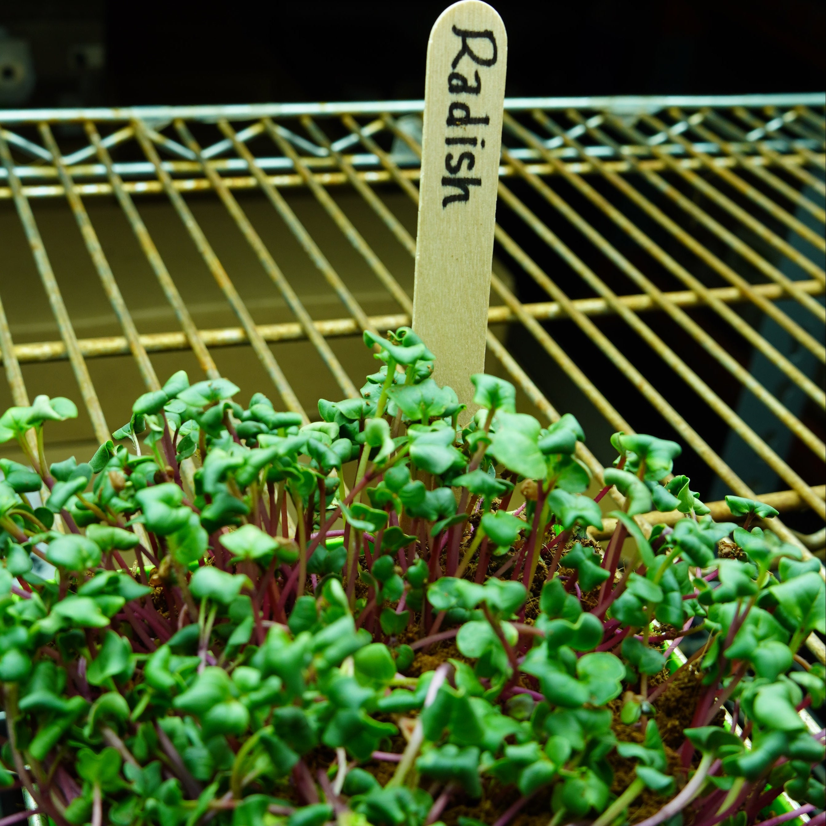 Microgreen Seed - Radish, China Rose, ORGANIC - Sow True Seed