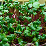 Microgreen Seed - Radish, China Rose, ORGANIC - Sow True Seed