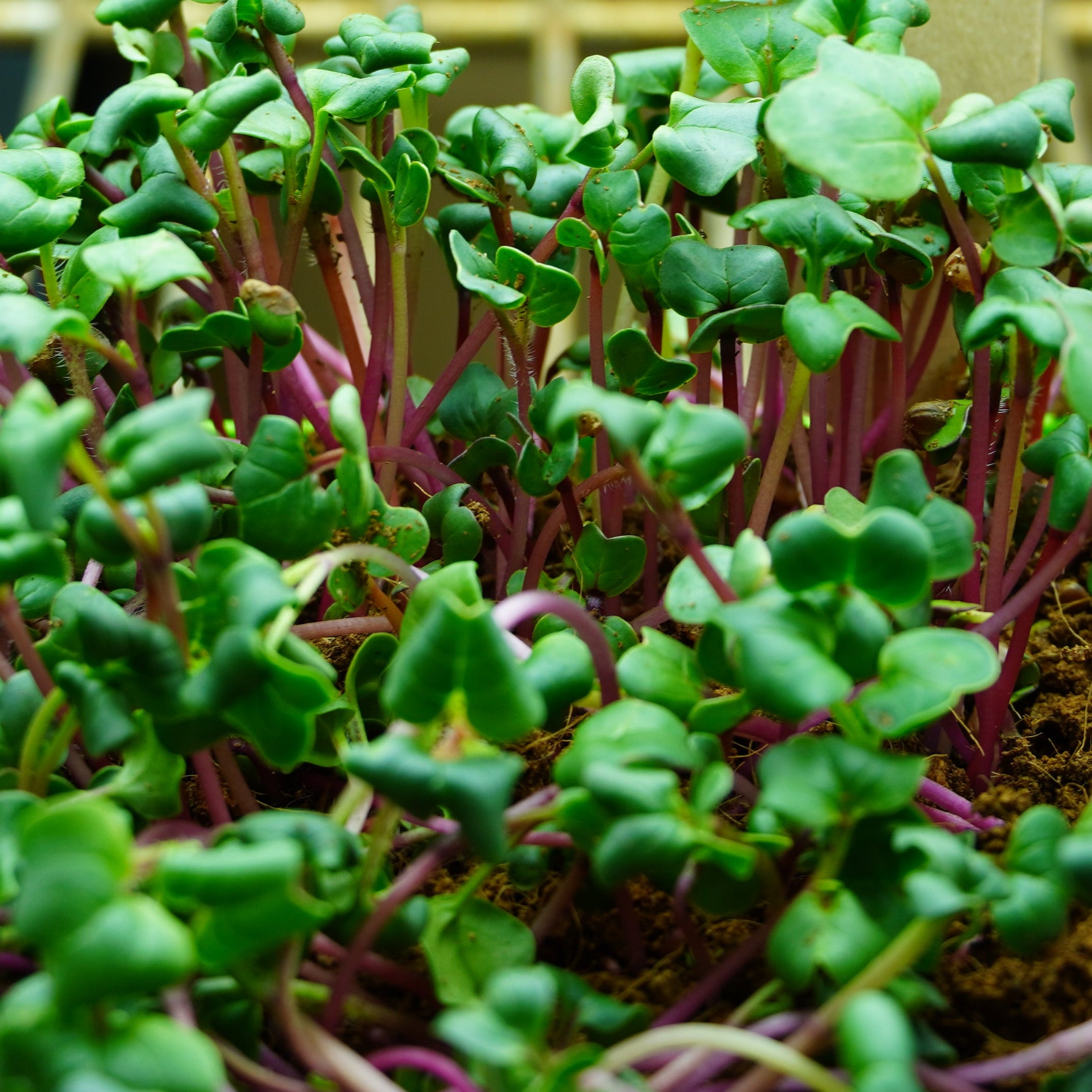 Microgreen Seed - Radish, China Rose, ORGANIC - Sow True Seed