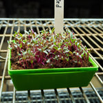 Microgreen Seed - Beet, Red - Sow True Seed