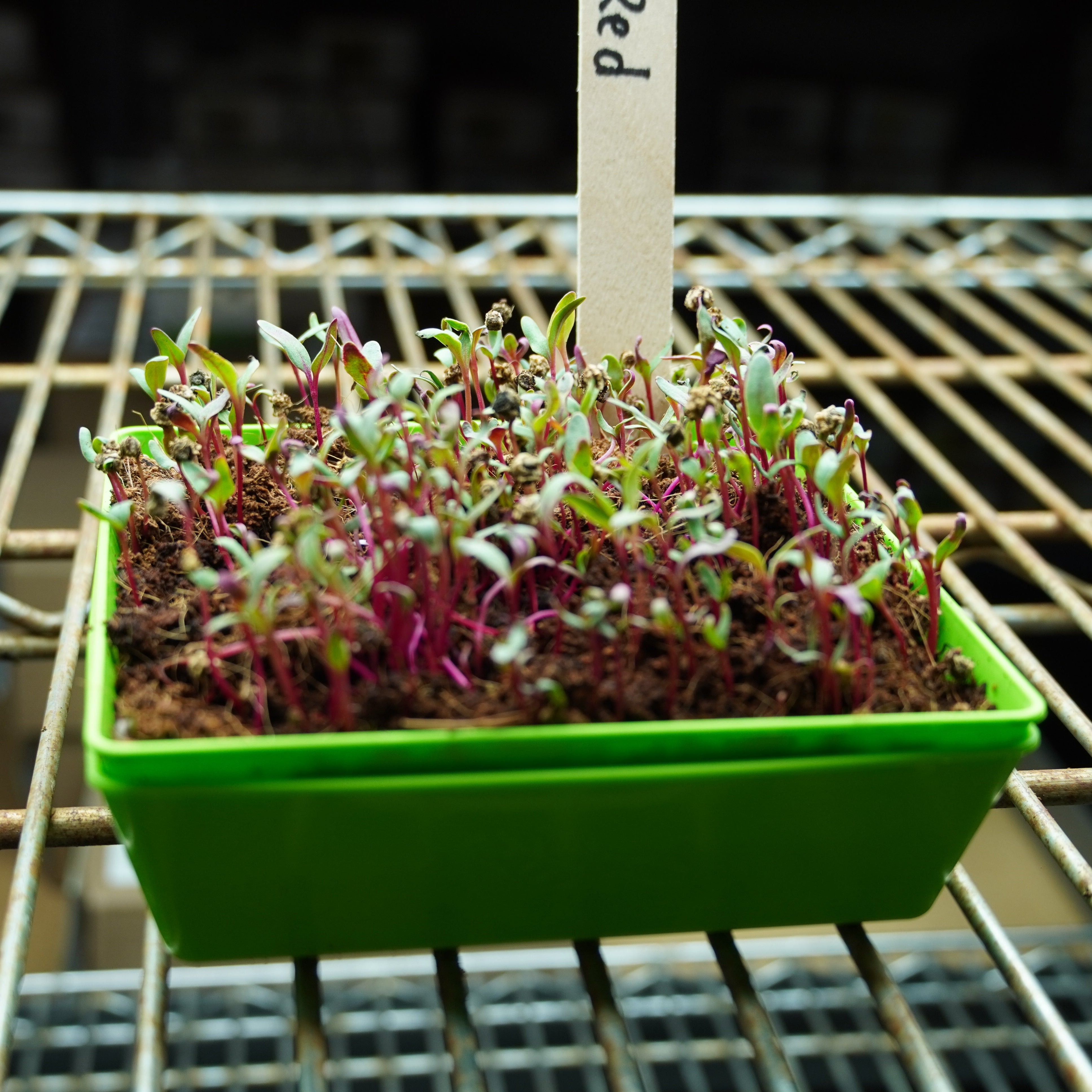 Microgreen Seed - Beet, Red - Sow True Seed