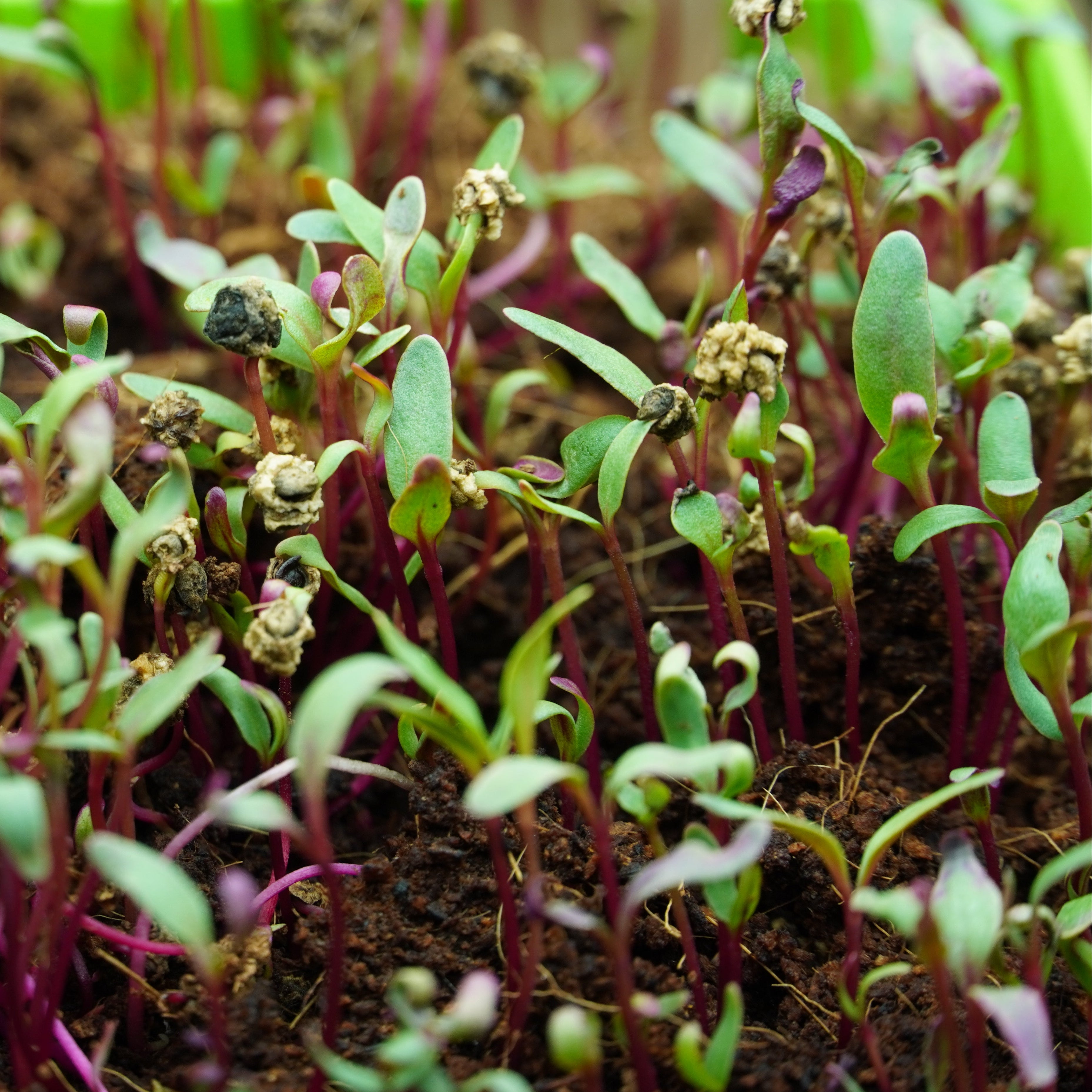 Microgreen Seed - Beet, Red - Sow True Seed