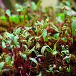 Microgreen Seed - Beet, Red - Sow True Seed