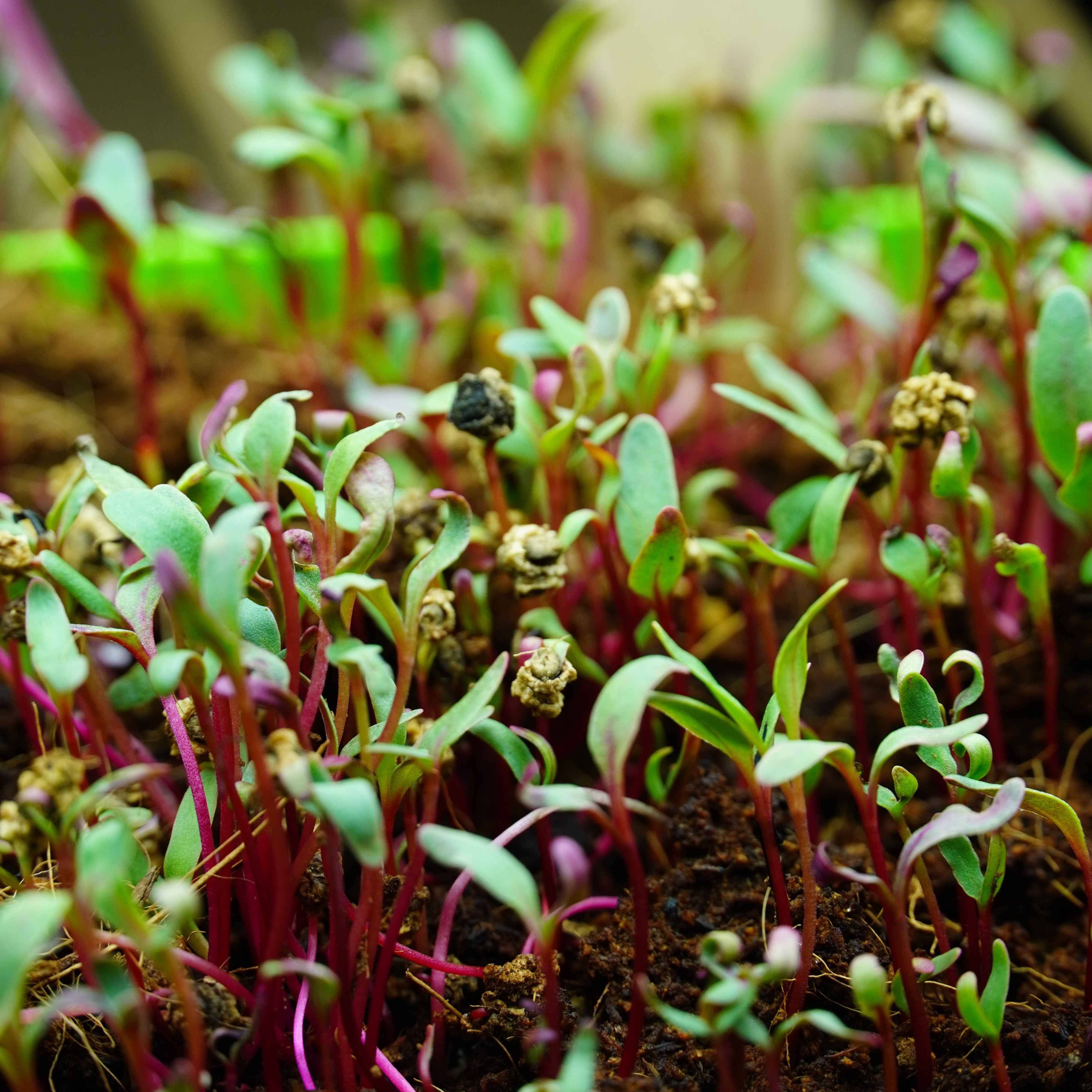 Microgreen Seed - Beet, Red - Sow True Seed