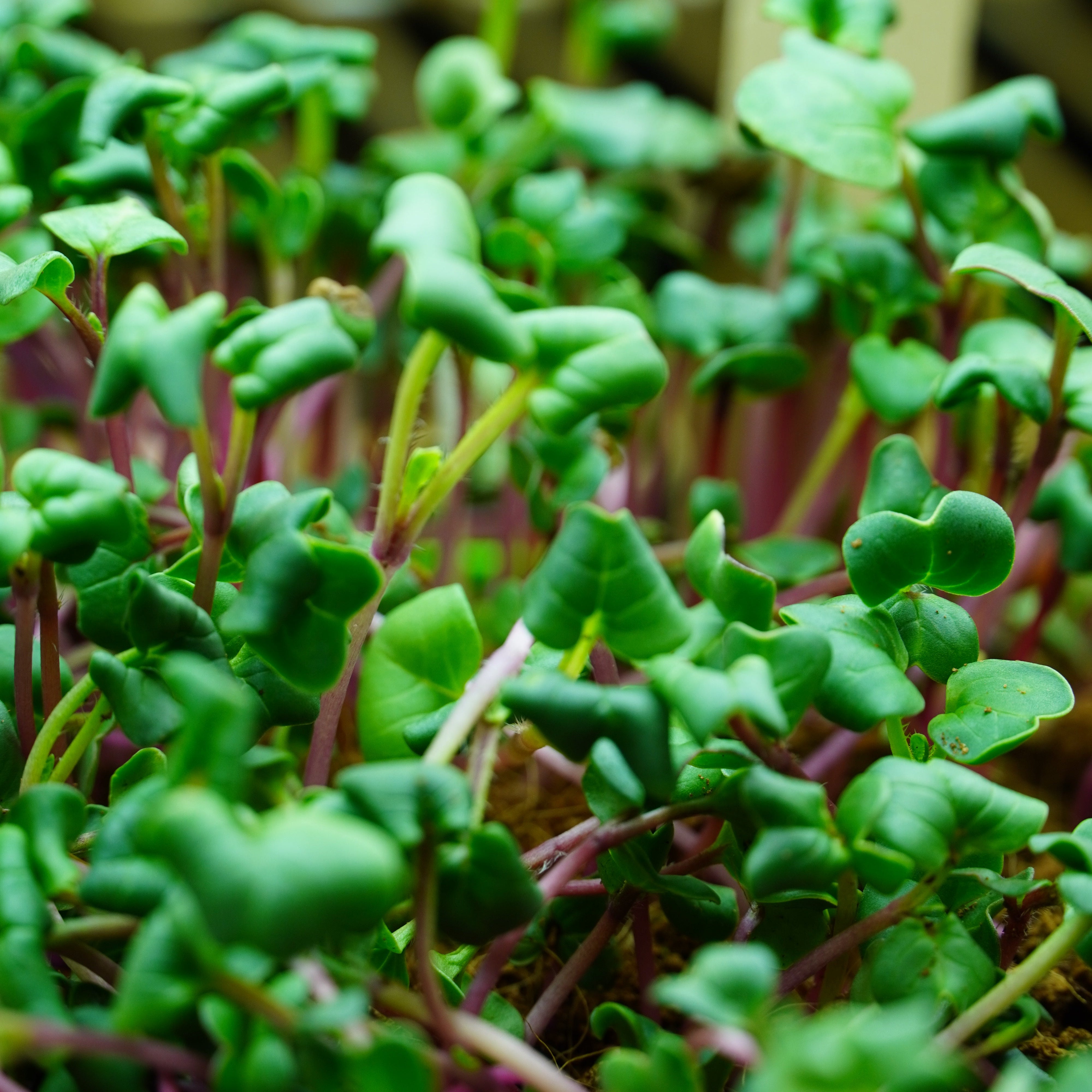 Microgreen Seed - Rainbow Mix - Sow True Seed