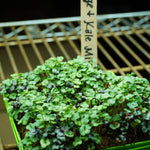 Microgreen Seed - Cabbage and Kale Mix - Sow True Seed