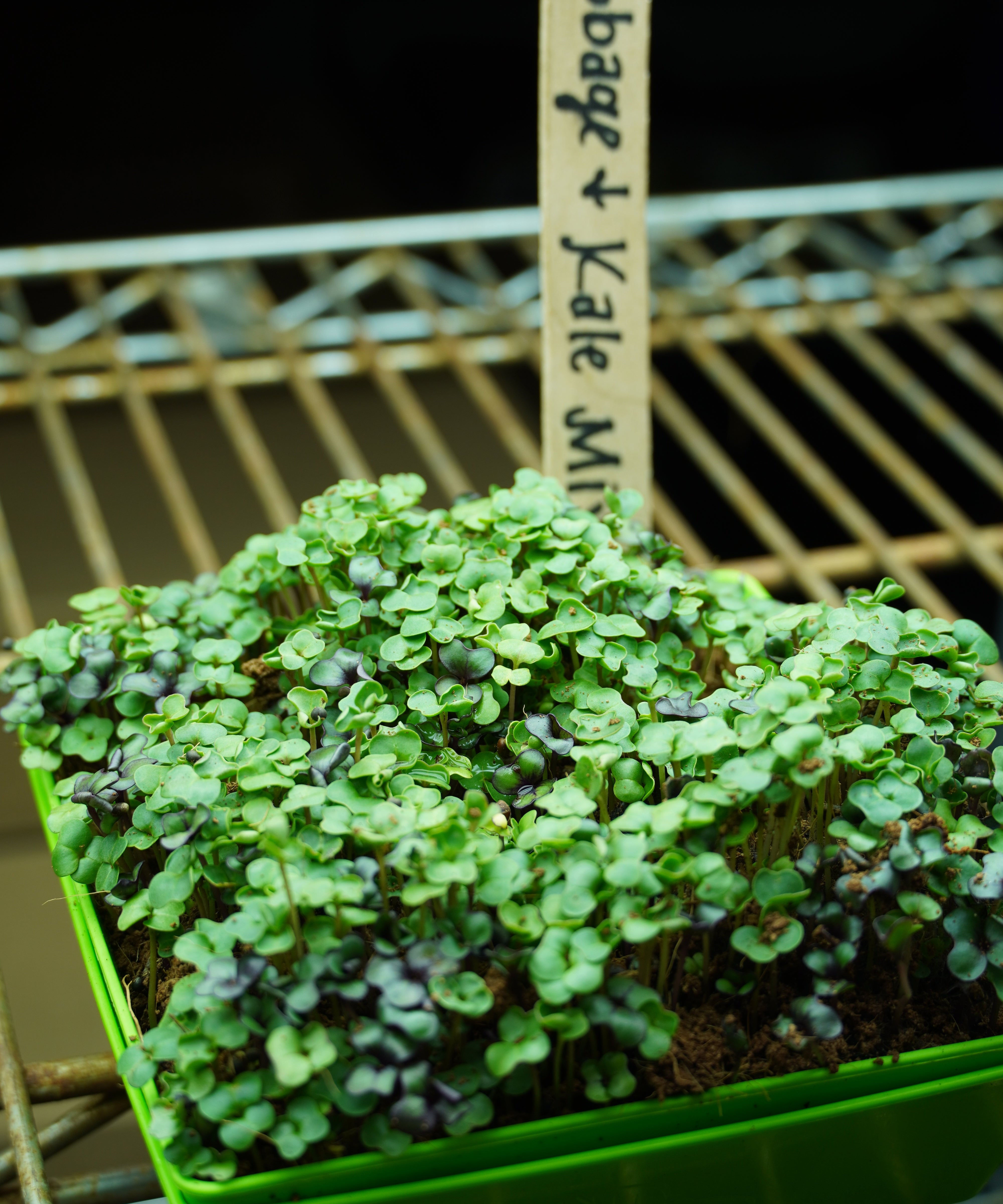 Microgreen Seed - Cabbage and Kale Mix - Sow True Seed