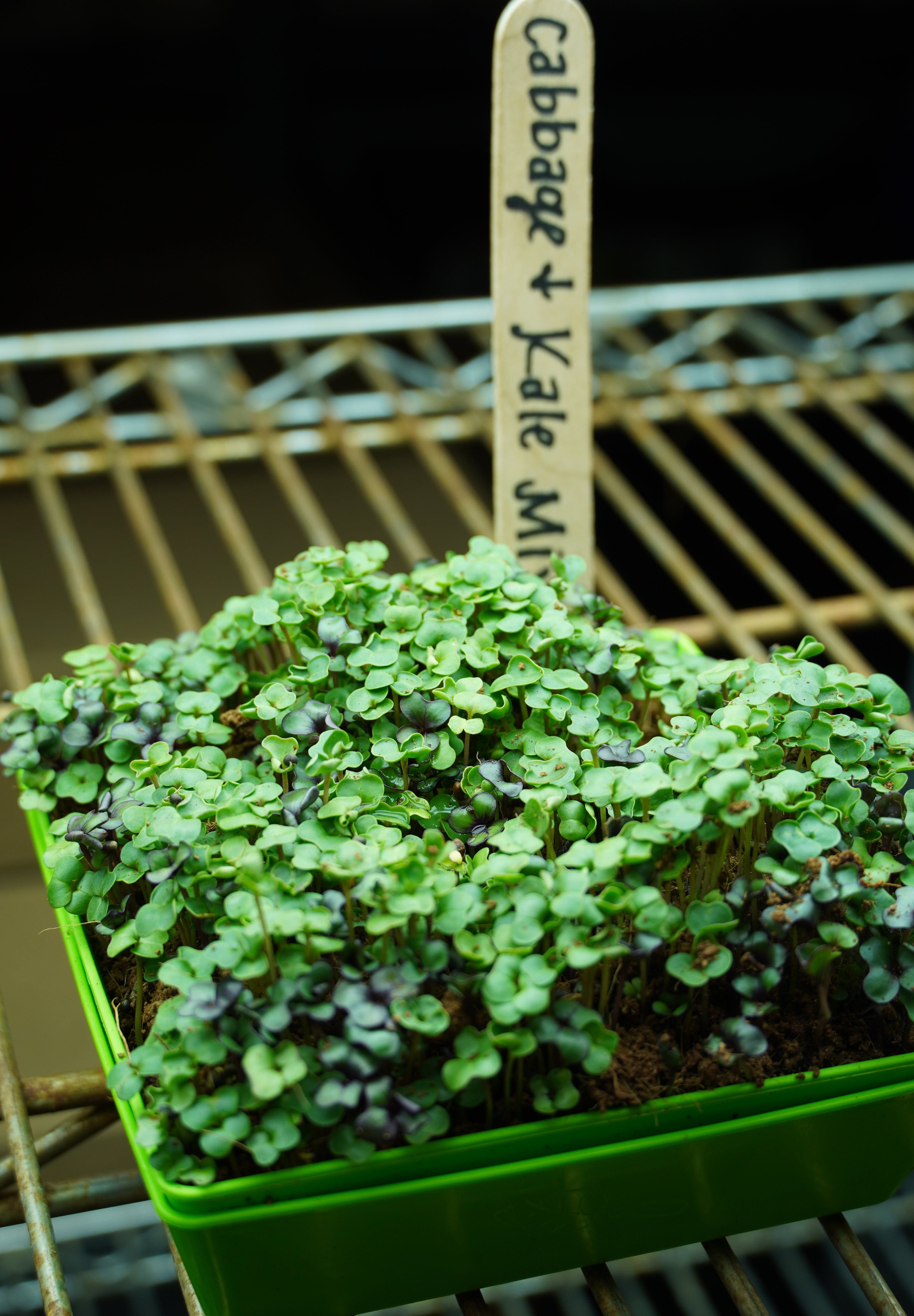 Microgreen Seed - Cabbage and Kale Mix - Sow True Seed