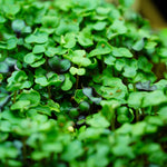 Microgreen Seed - Cabbage and Kale Mix - Sow True Seed