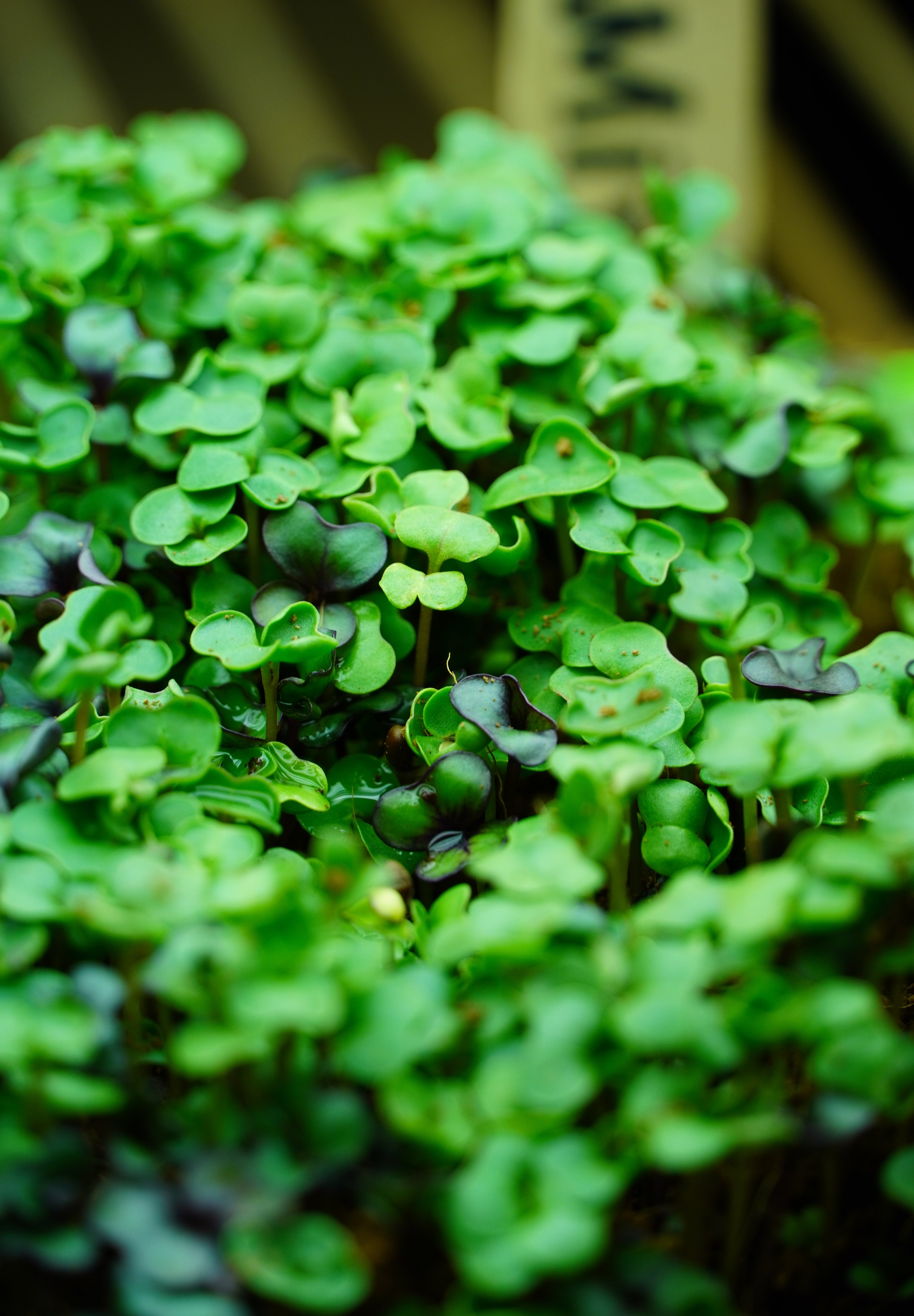 Microgreen Seed - Cabbage and Kale Mix - Sow True Seed