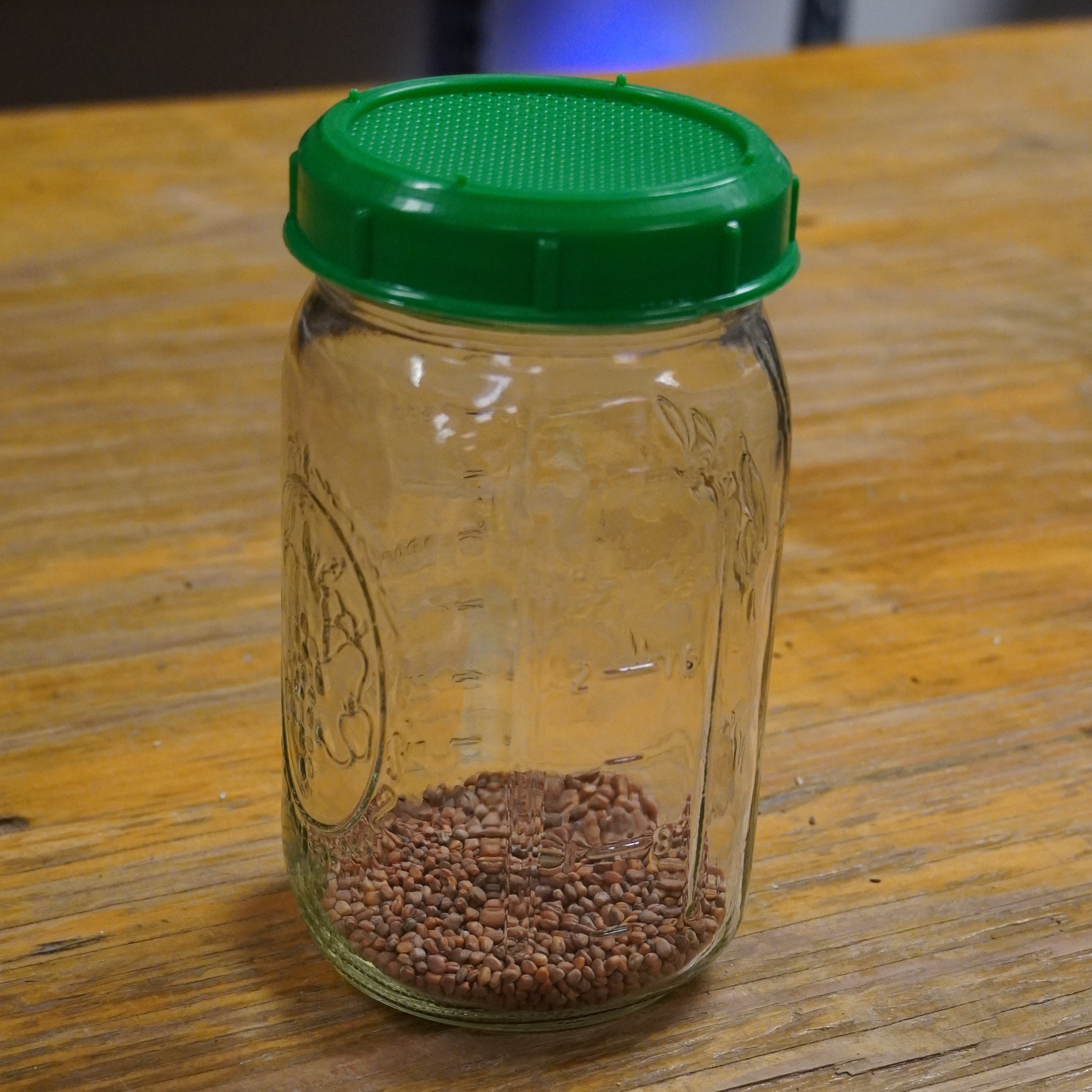 Sprouting Seed - Radish, China Rose, ORGANIC - Sow True Seed