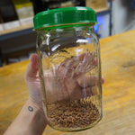 Sprouting Seed - Radish, China Rose, ORGANIC - Sow True Seed