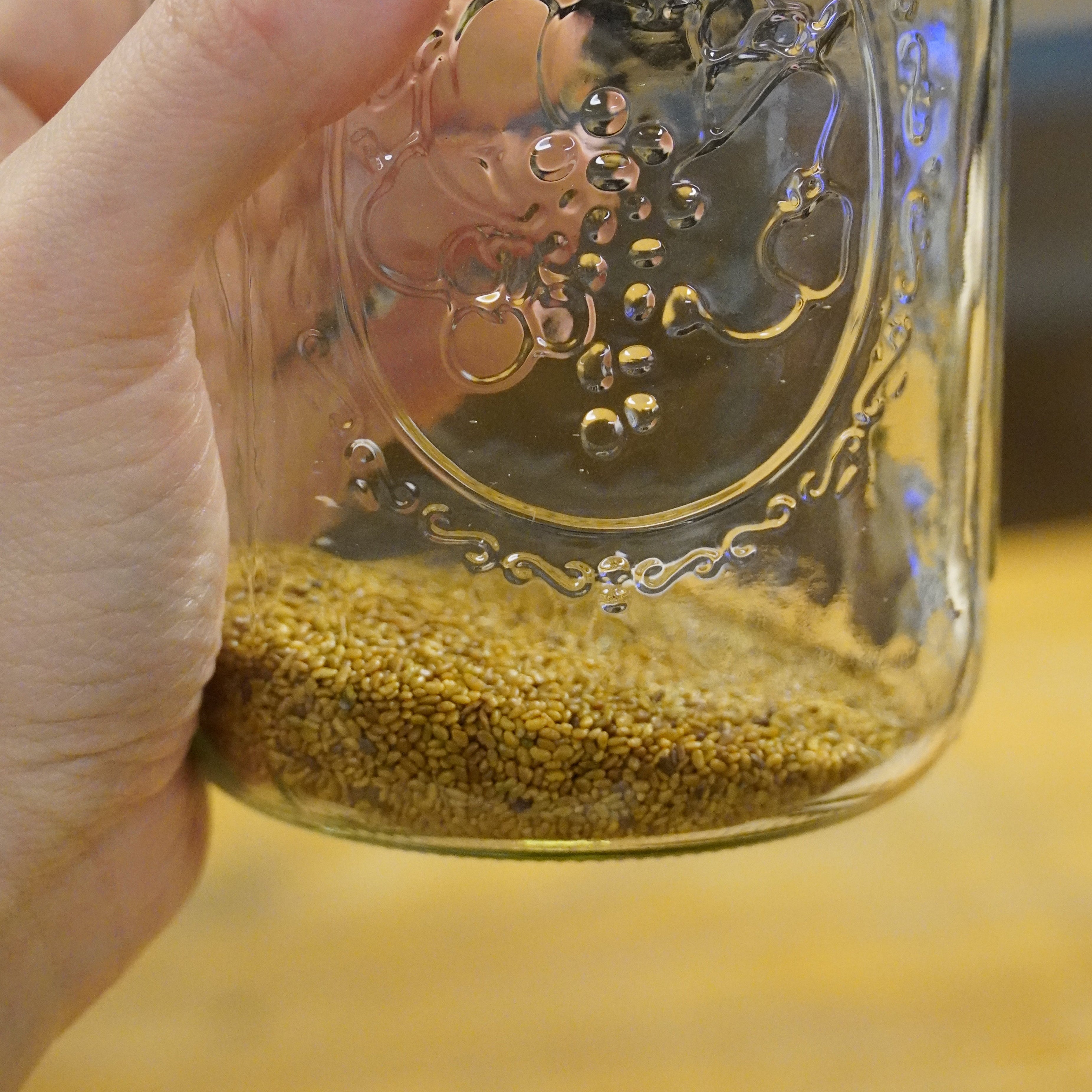 Sprouting Seed - Alfalfa, ORGANIC - Sow True Seed