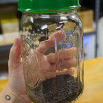 Sprouting Seed - Broccoli, ORGANIC - Sow True Seed