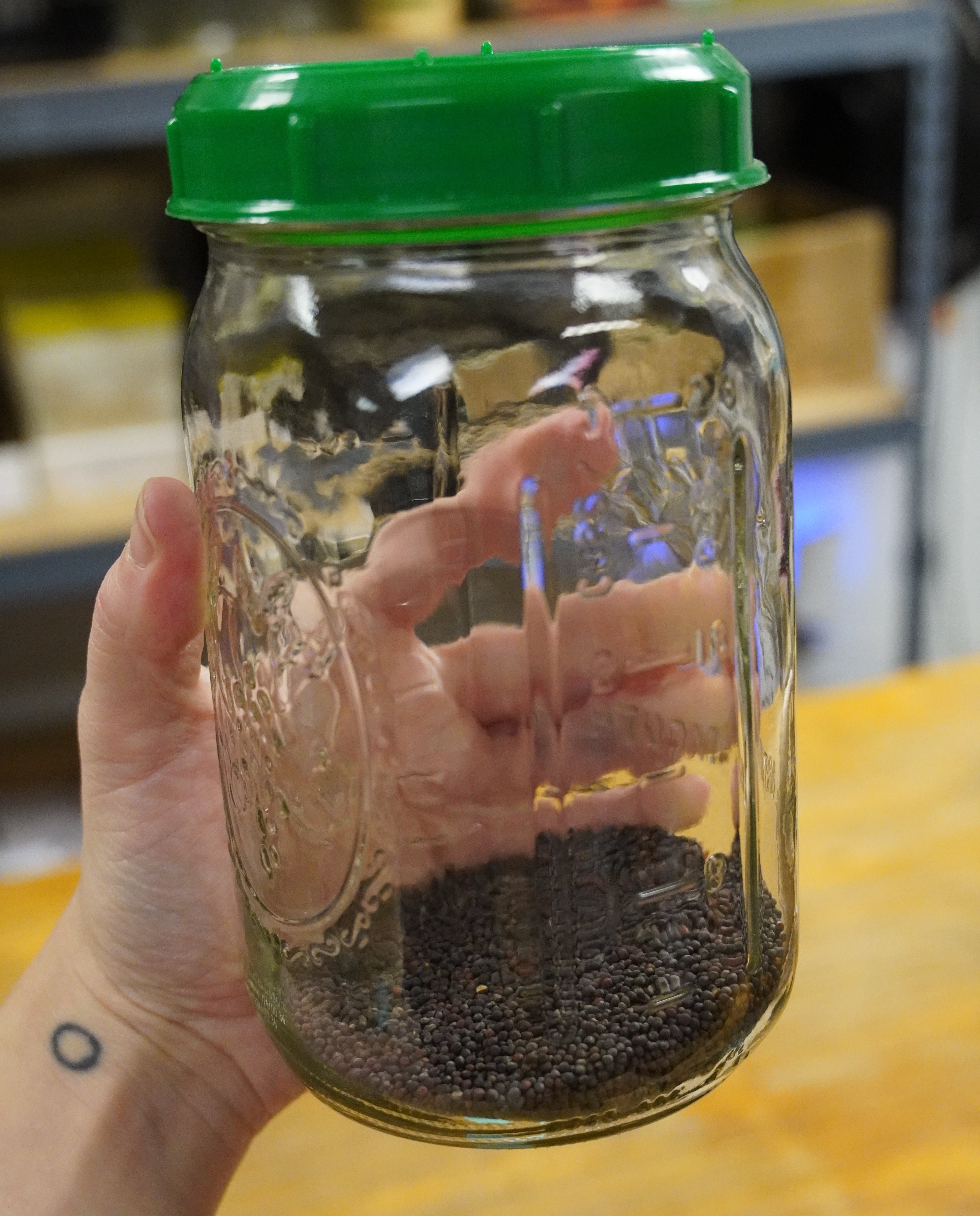 Sprouting Seed - Broccoli, ORGANIC - Sow True Seed