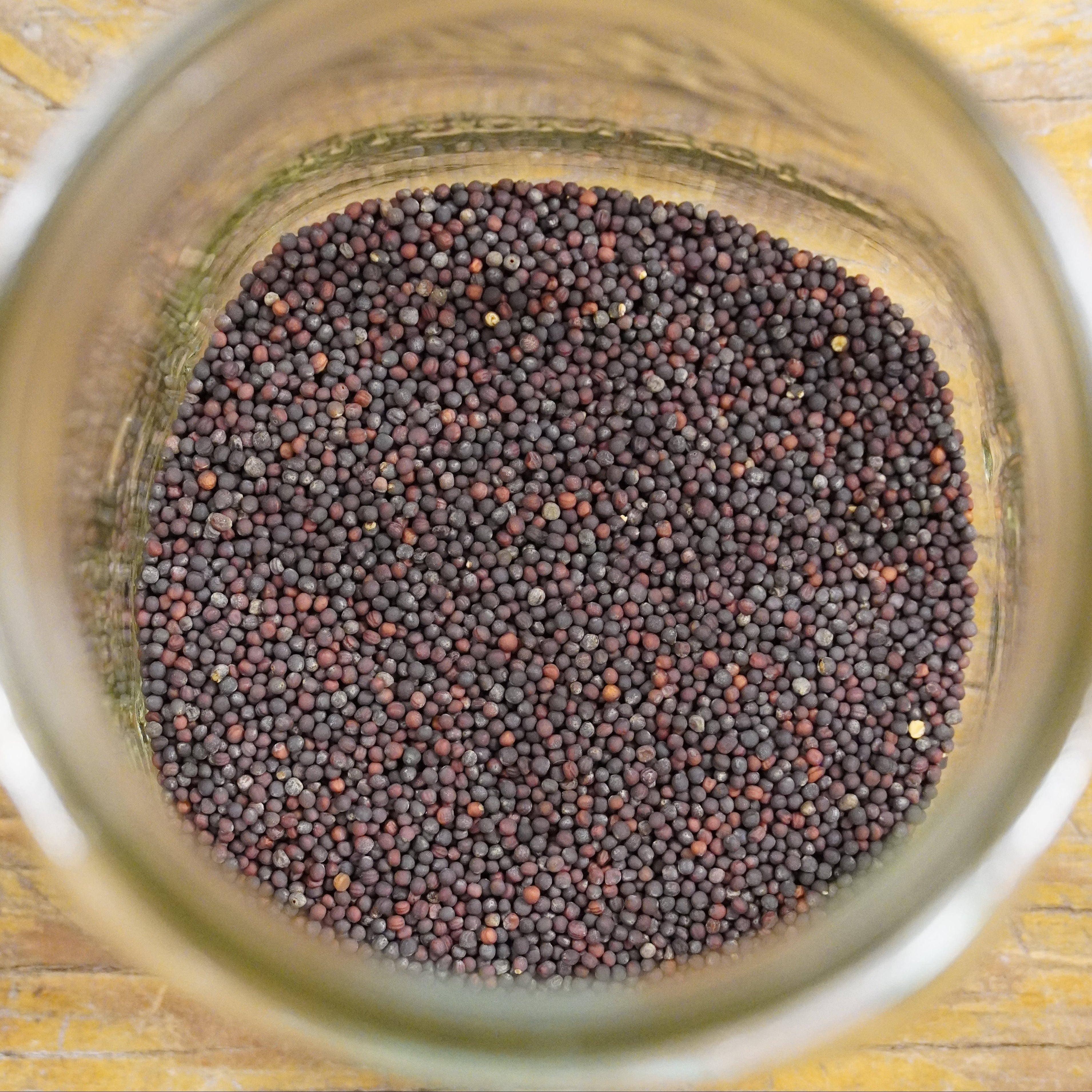 Sprouting Seed - Broccoli, ORGANIC - Sow True Seed
