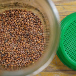 Sprouting Seed - Radish, China Rose, ORGANIC - Sow True Seed