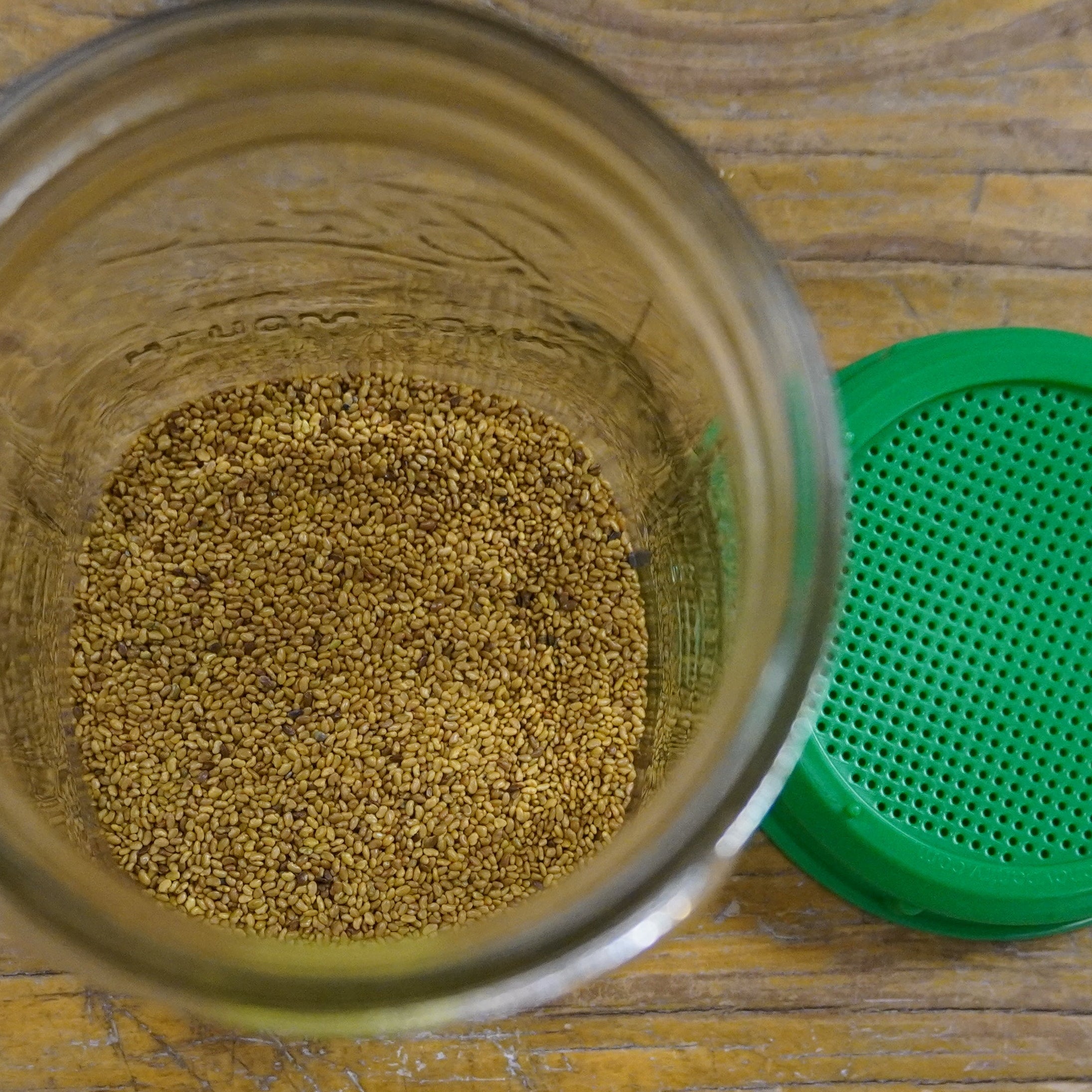 Sprouting Seed - Alfalfa, ORGANIC - Sow True Seed