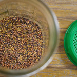 Sprouting Seed - Sprouting Salad Mix, ORGANIC - Sow True Seed