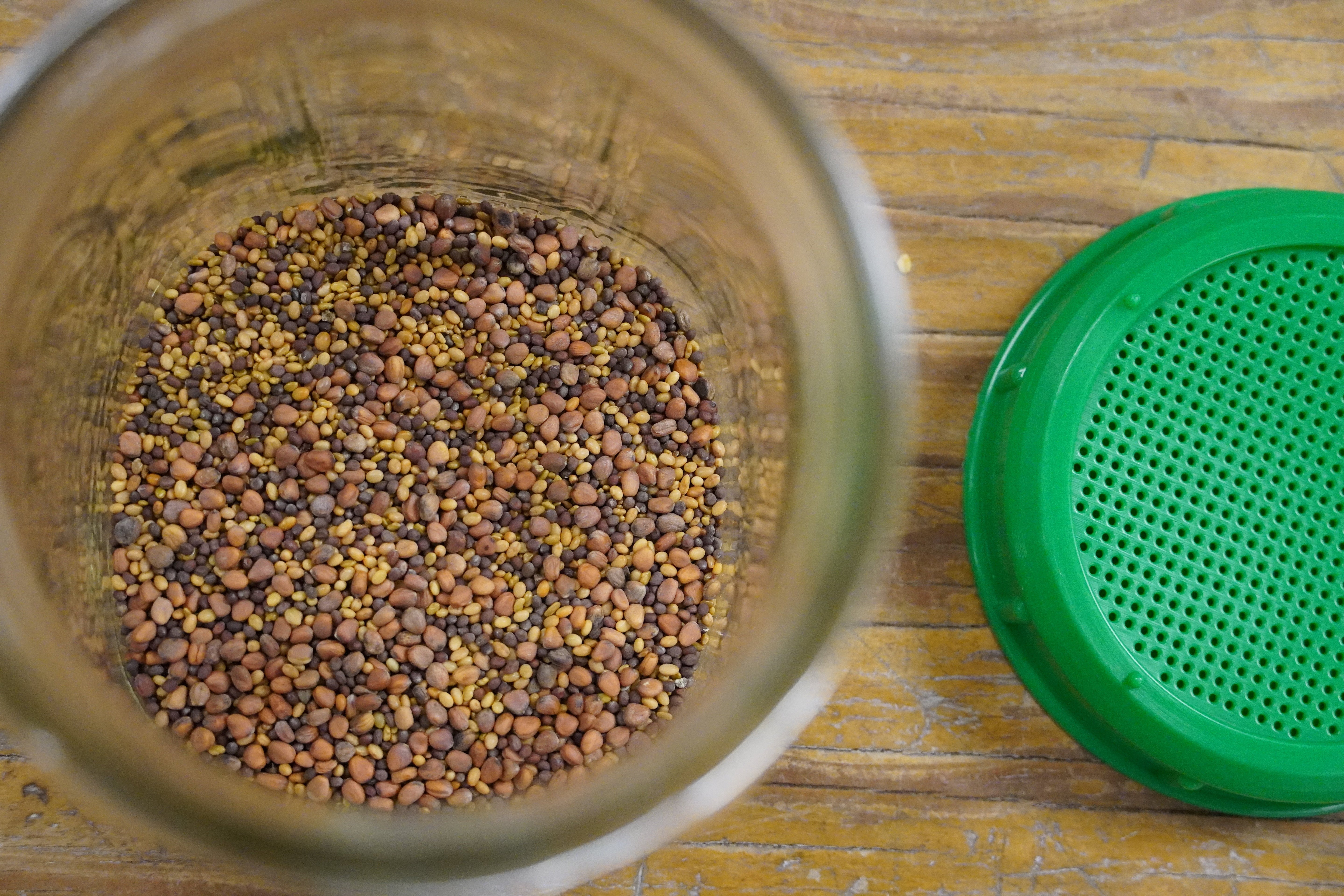 Sprouting Seed - Sprouting Salad Mix, ORGANIC - Sow True Seed
