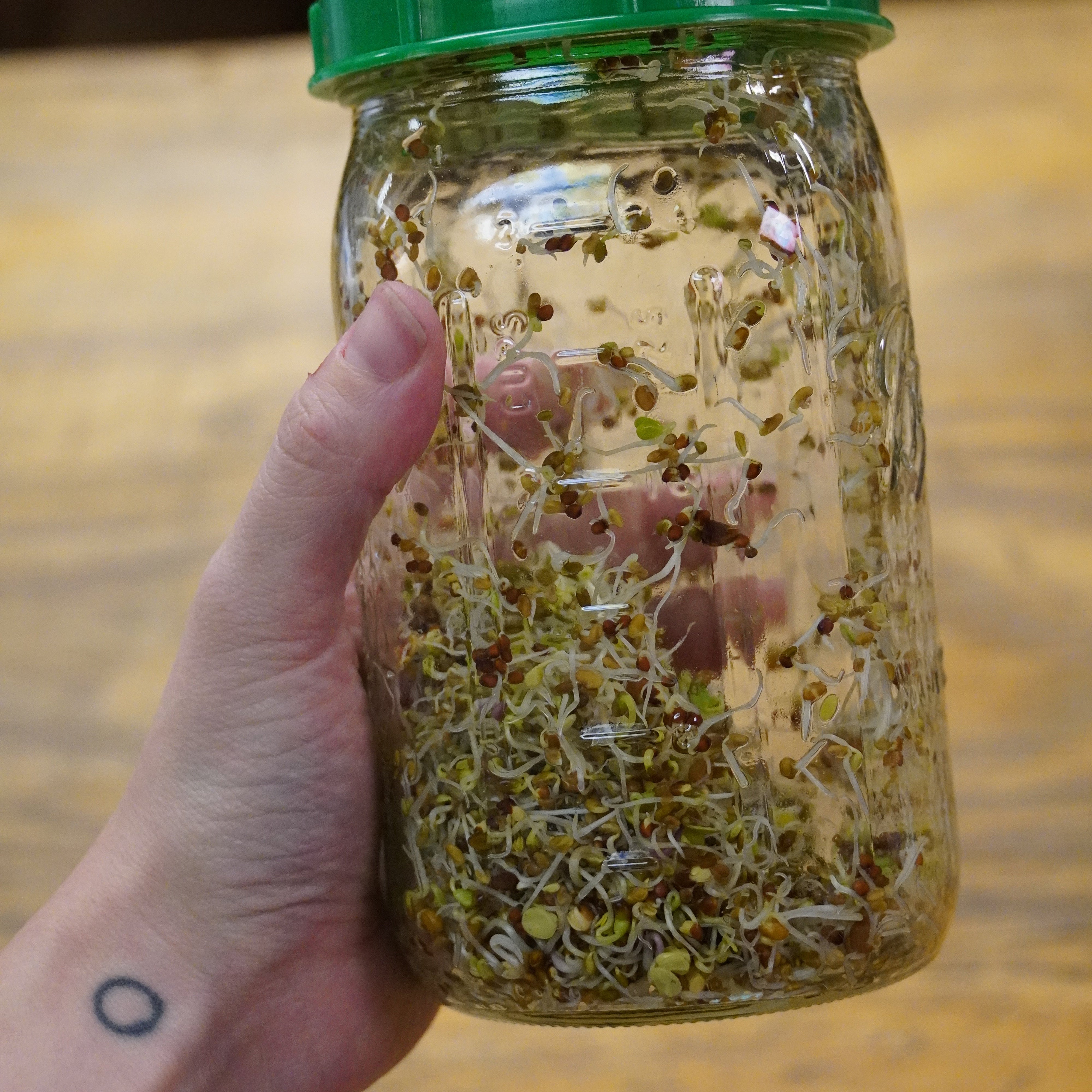 Sprouting Seed - Sprouting Salad Mix, ORGANIC - Sow True Seed