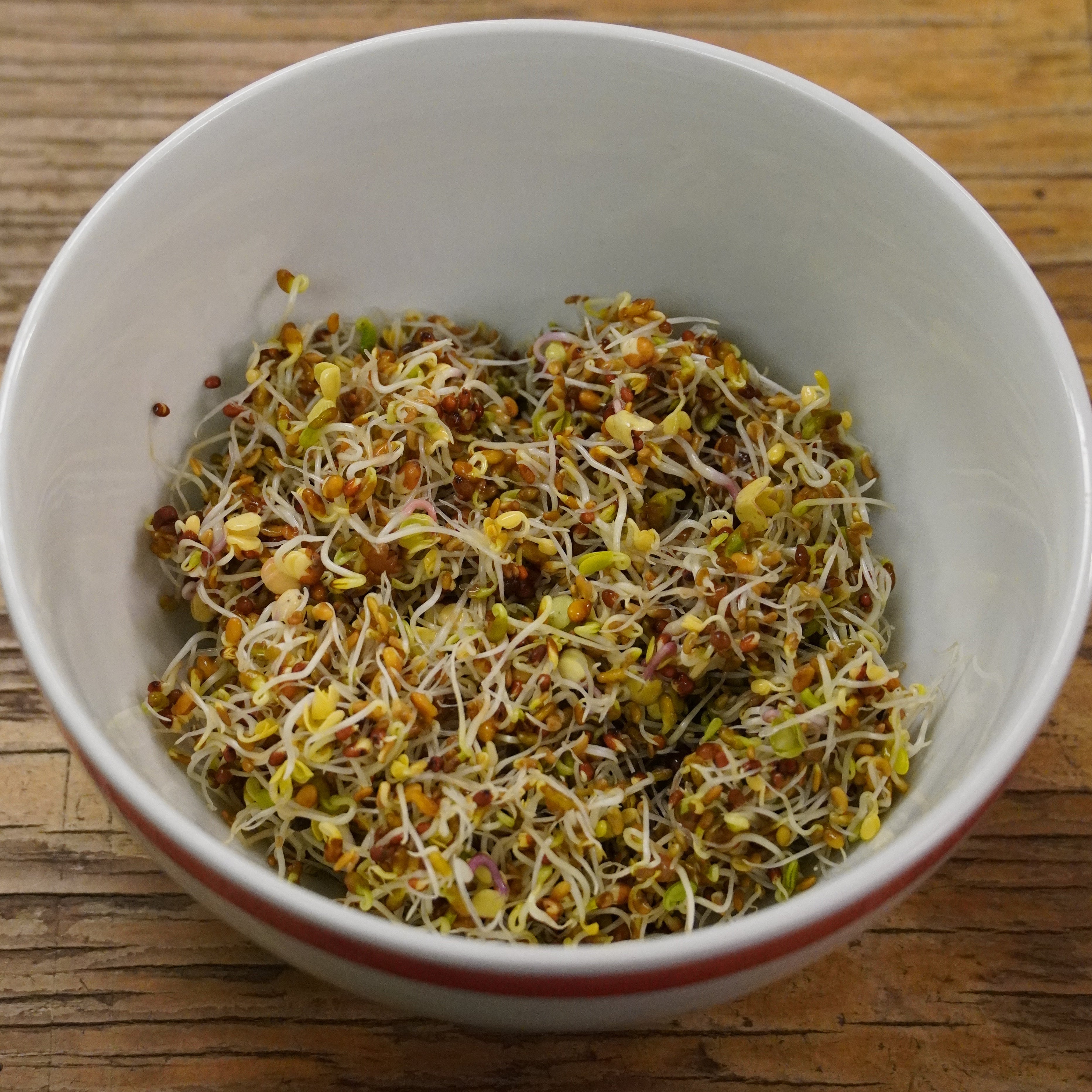 Sprouting Seed - Sprouting Salad Mix, ORGANIC - Sow True Seed