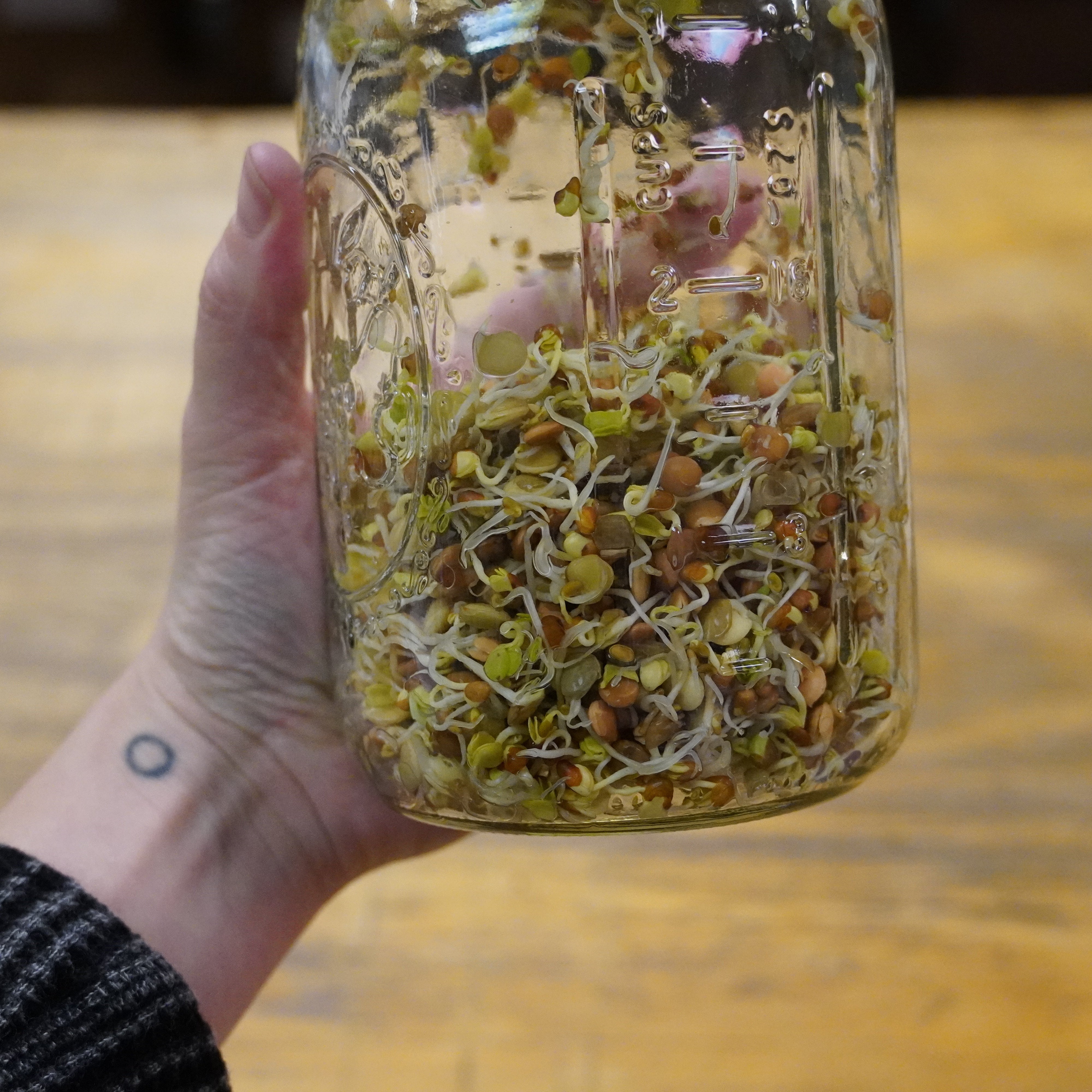 Sprouting Seed - Spicy Lentil Blend, ORGANIC - Sow True Seed