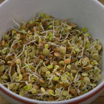 Sprouting Seed - Spicy Lentil Blend, ORGANIC - Sow True Seed