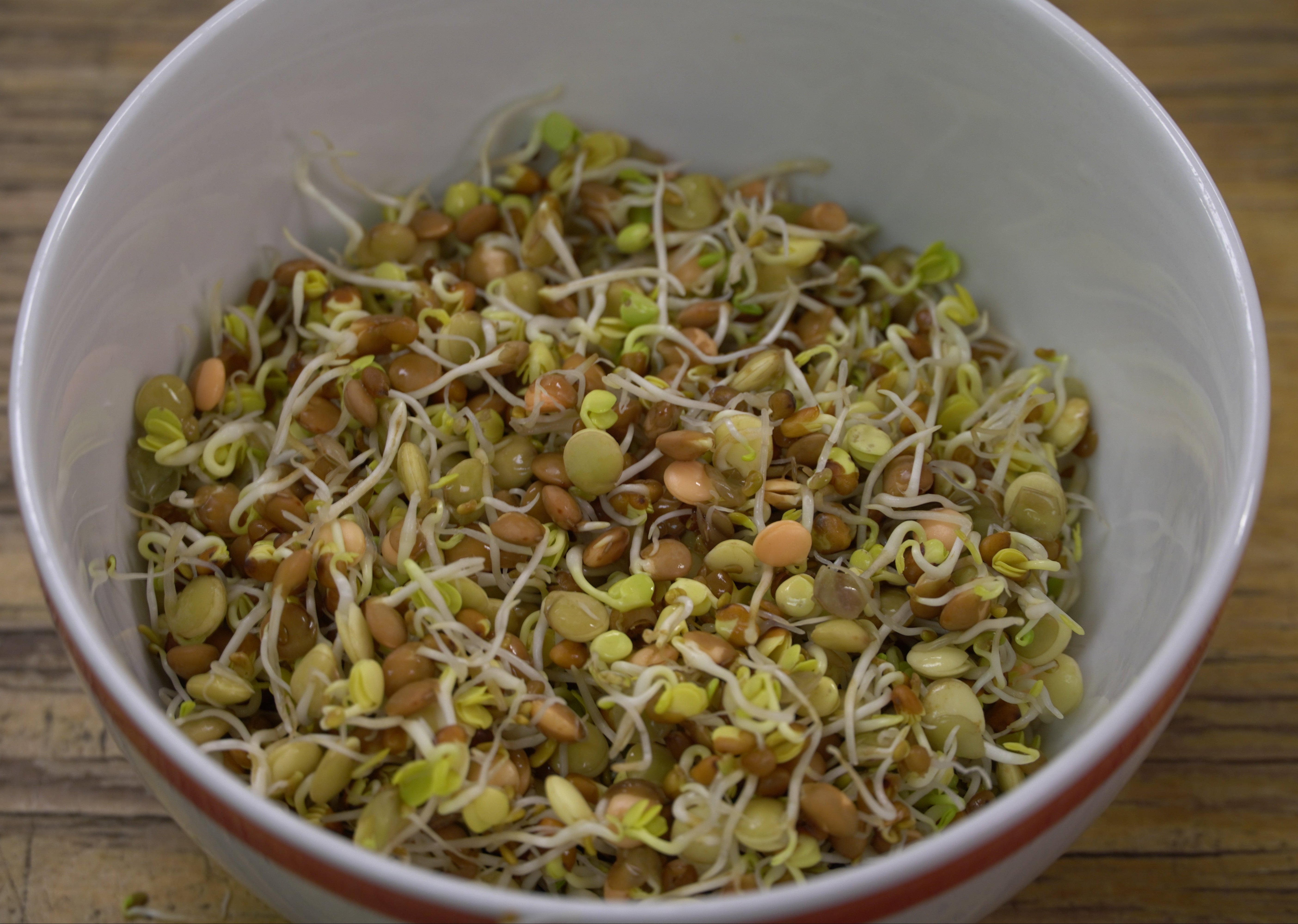 Sprouting Seed - Spicy Lentil Blend, ORGANIC - Sow True Seed