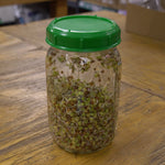 Sprouting Seed - Radish, China Rose, ORGANIC - Sow True Seed