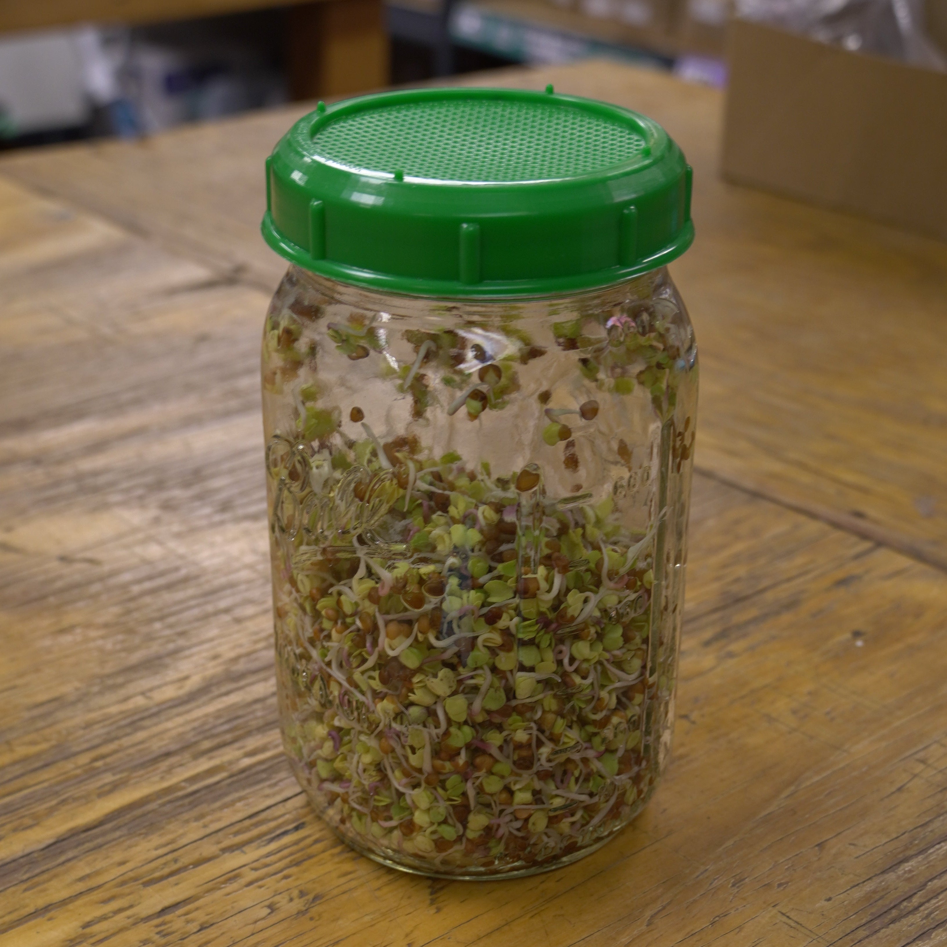 Sprouting Seed - Radish, China Rose, ORGANIC - Sow True Seed
