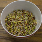 Sprouting Seed - Radish, China Rose, ORGANIC - Sow True Seed