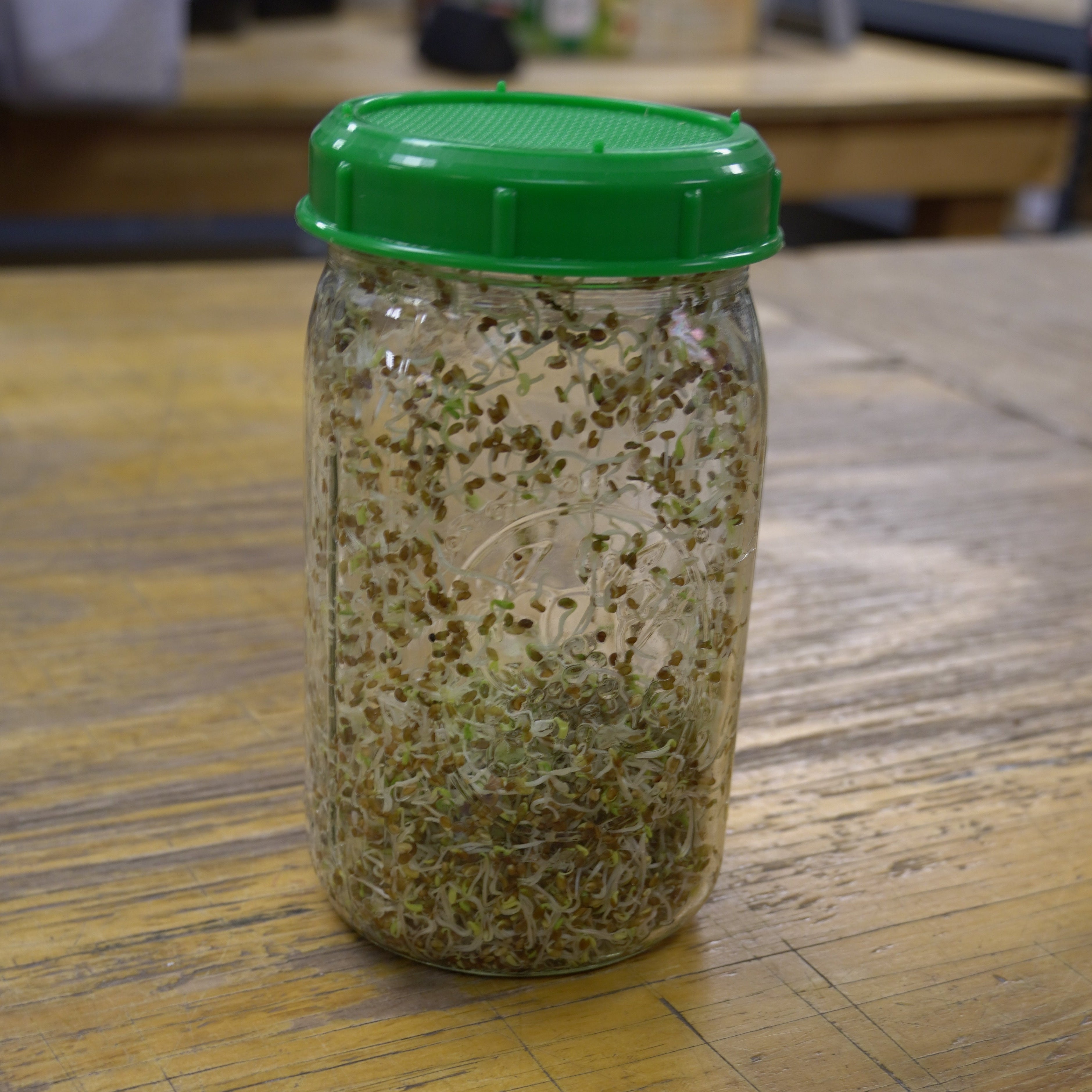 Sprouting Seed - Alfalfa, ORGANIC - Sow True Seed
