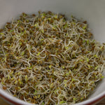 Sprouting Seed - Alfalfa, ORGANIC - Sow True Seed