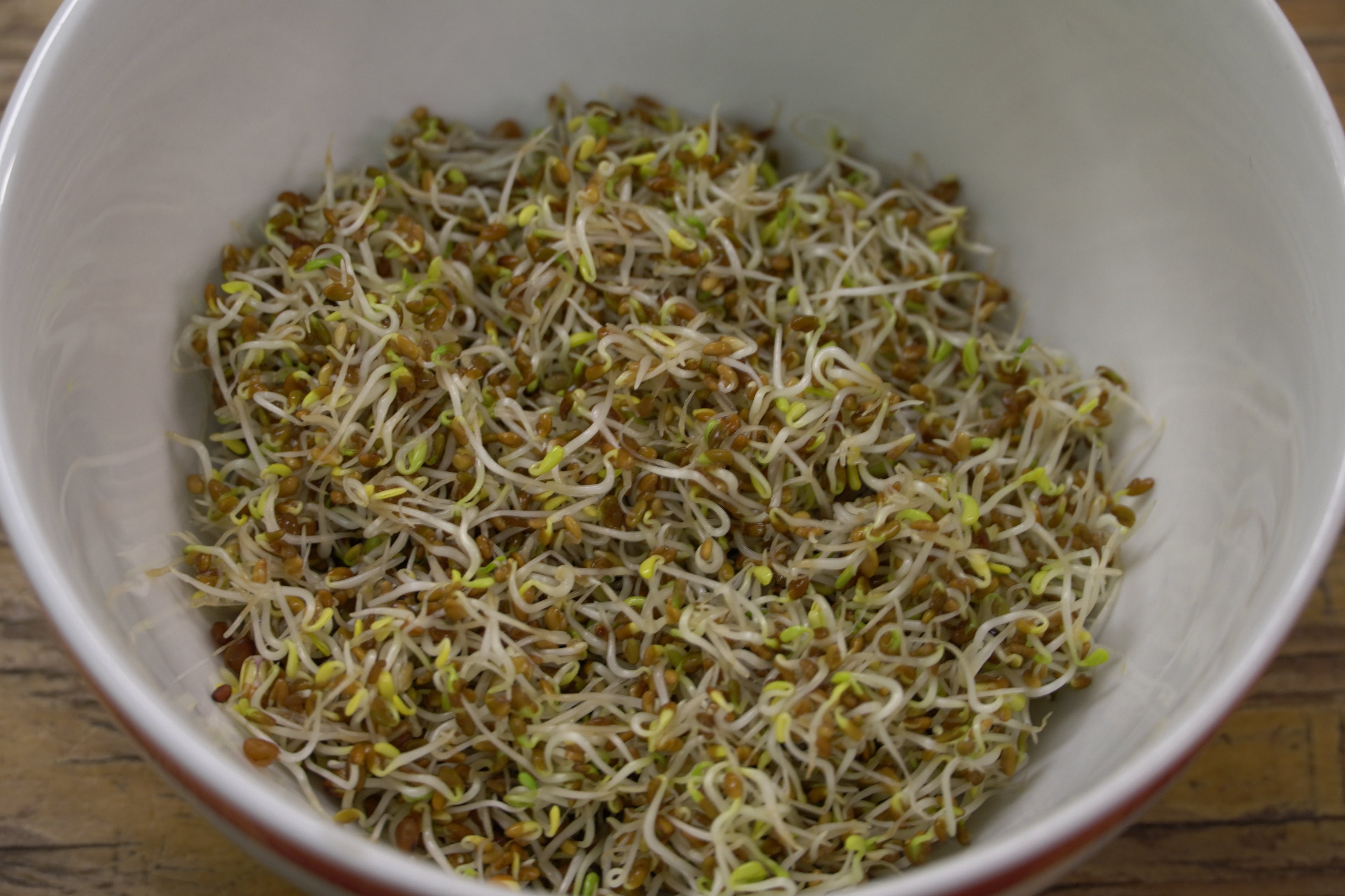 Sprouting Seed - Alfalfa, ORGANIC - Sow True Seed