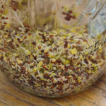Sprouting Seed - Broccoli, ORGANIC - Sow True Seed