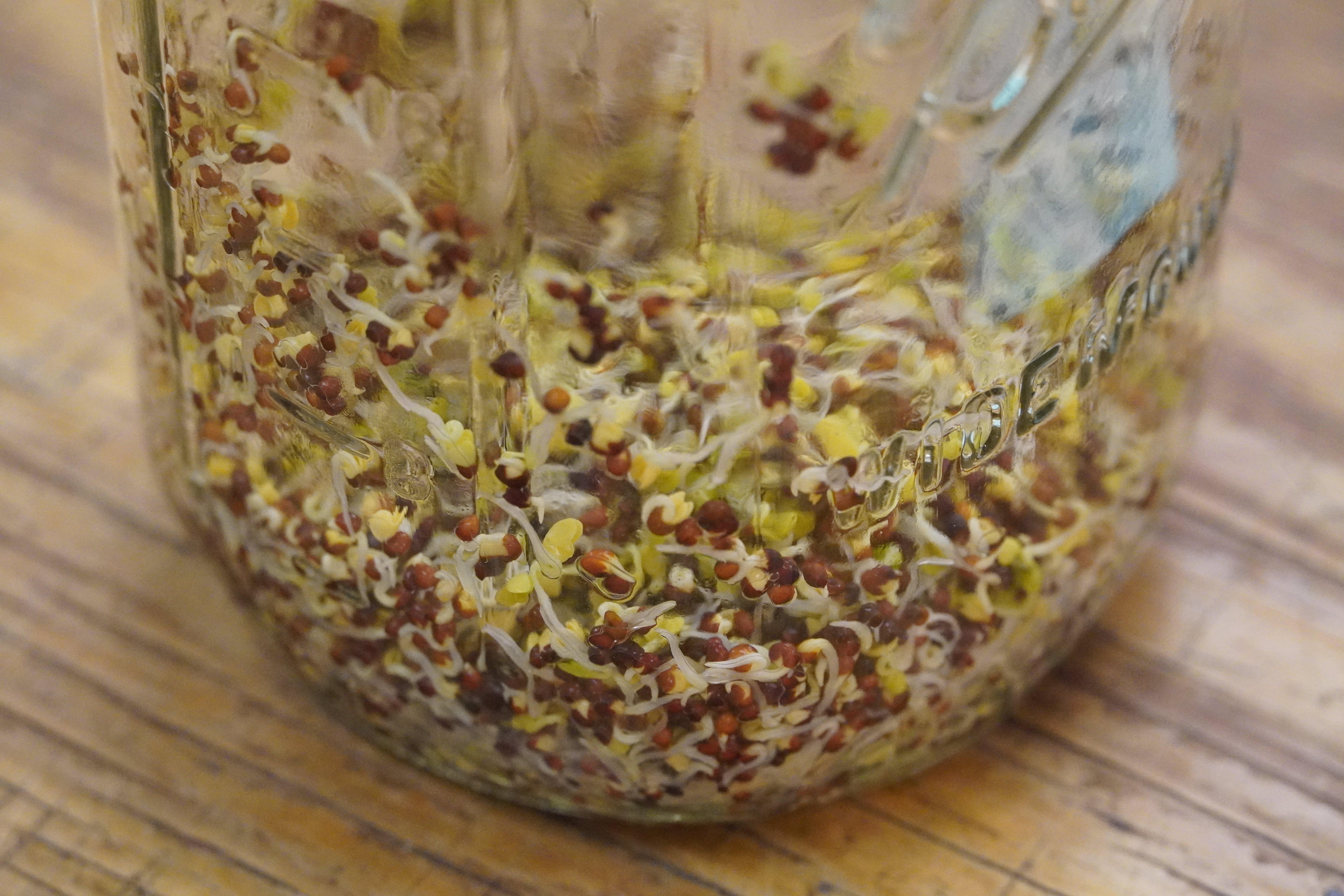 Sprouting Seed - Broccoli, ORGANIC - Sow True Seed