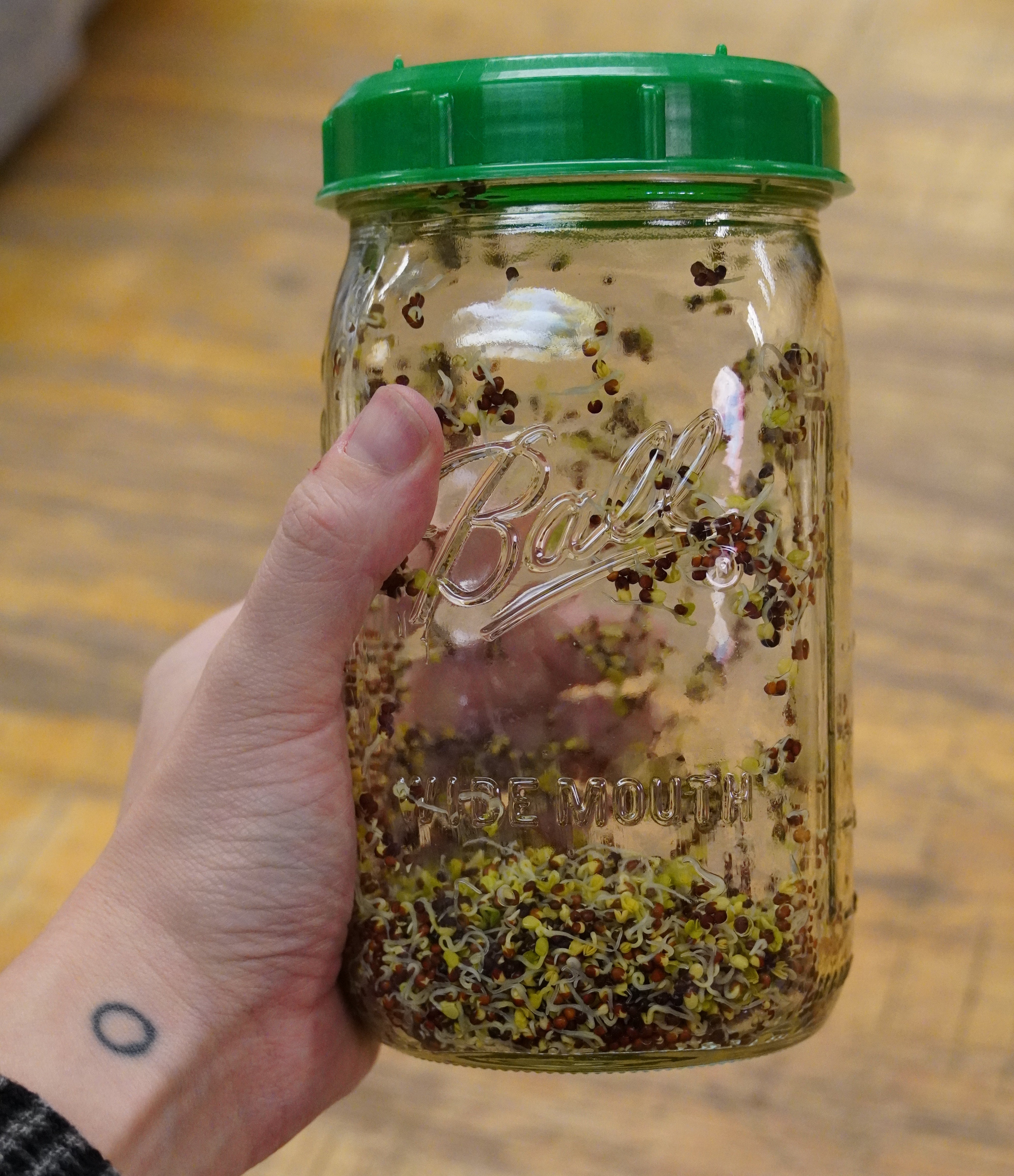 Sprouting Seed - Broccoli, ORGANIC - Sow True Seed