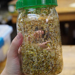 Sprouting Seed - Alfalfa, ORGANIC - Sow True Seed