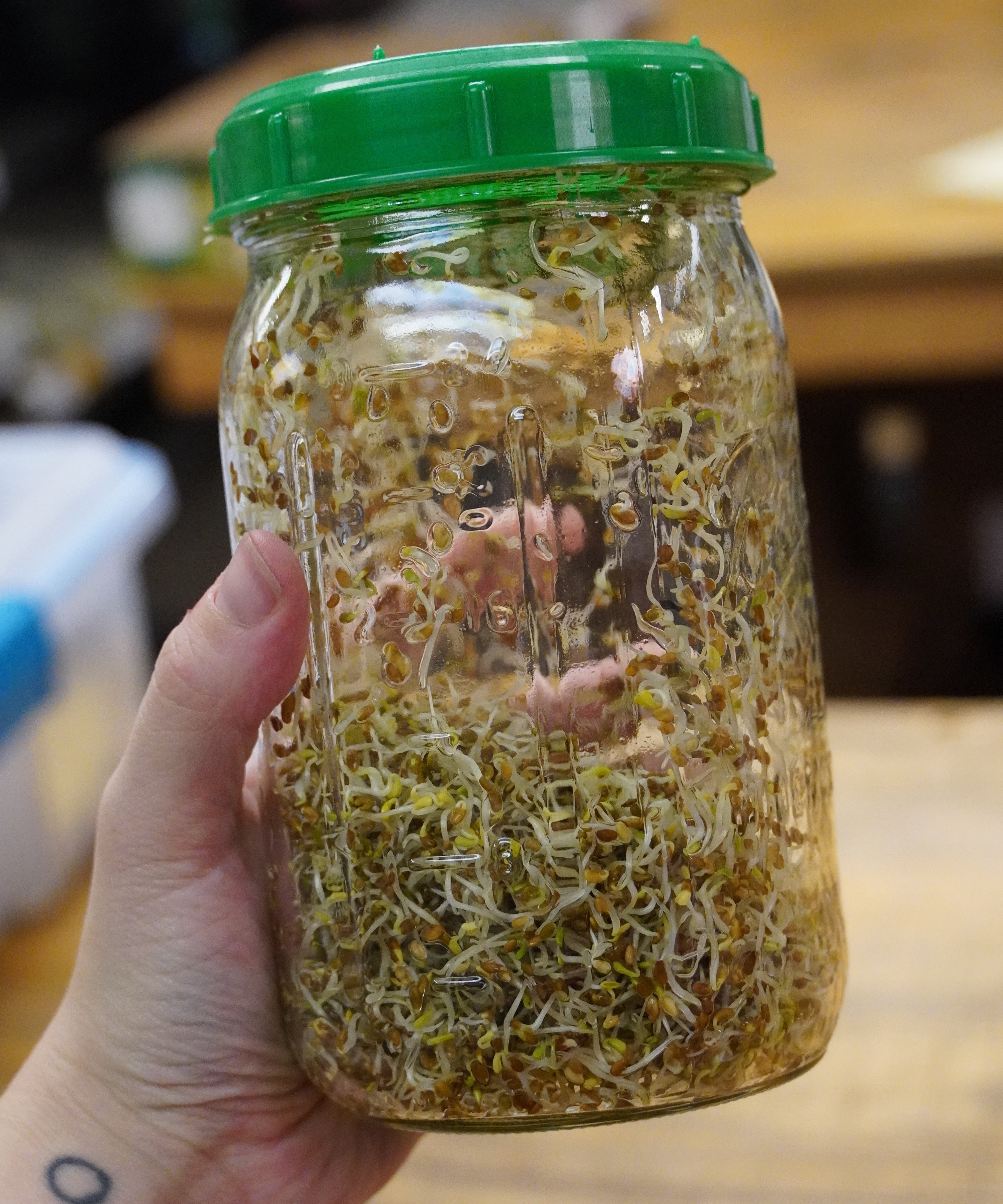 Sprouting Seed - Alfalfa, ORGANIC - Sow True Seed