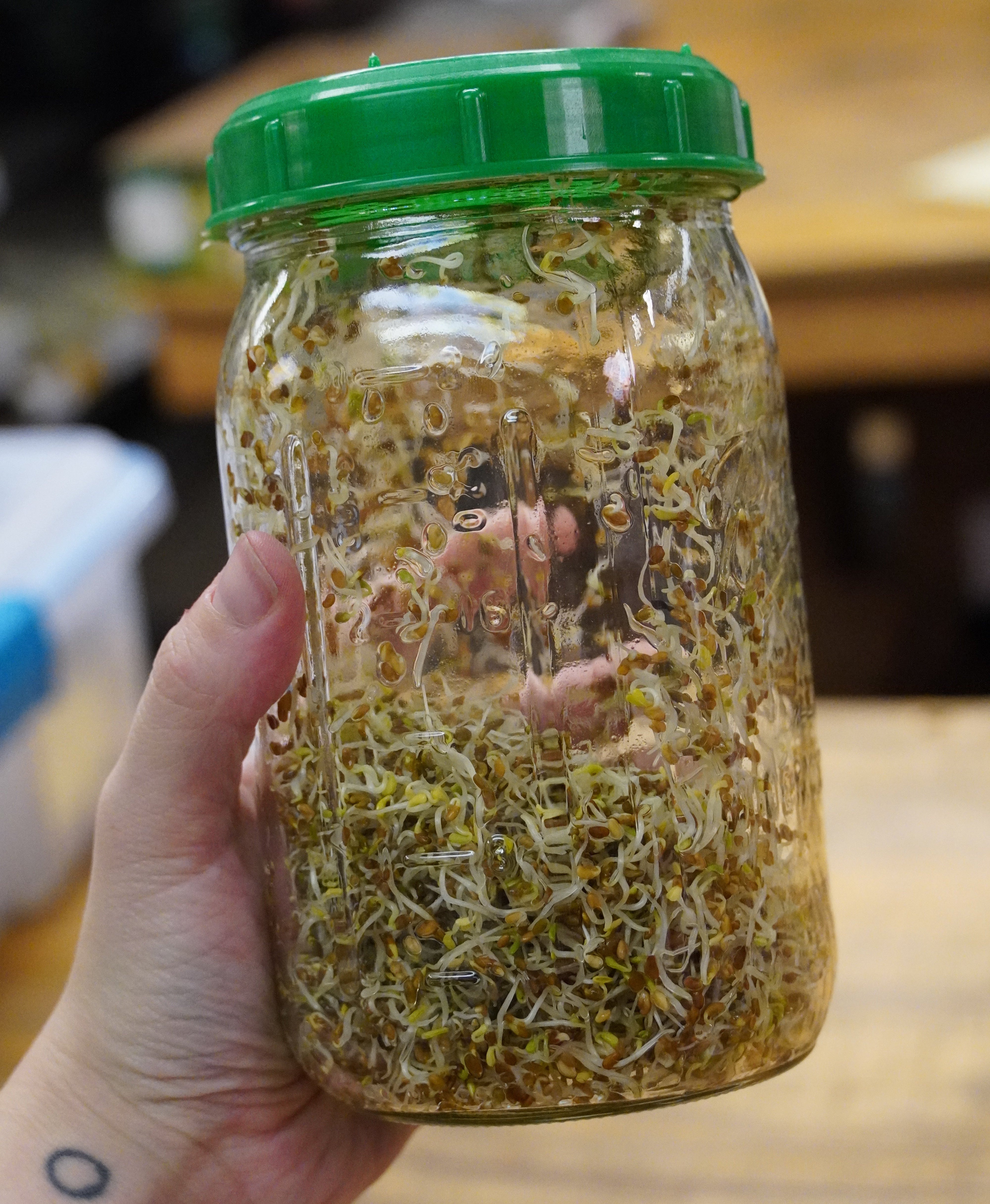 Sprouting Seed - Alfalfa, ORGANIC - Sow True Seed