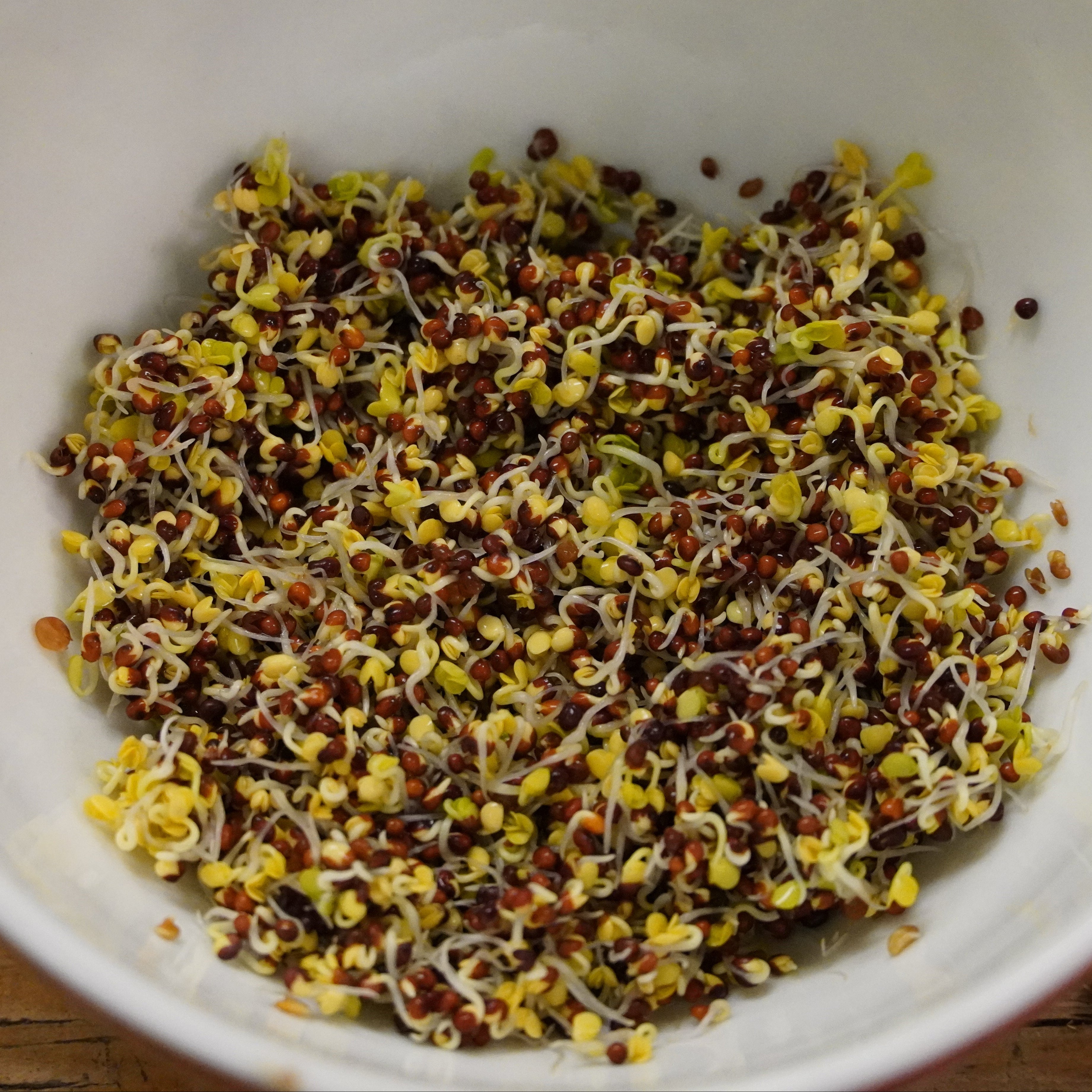 Sprouting Seed - Broccoli, ORGANIC - Sow True Seed