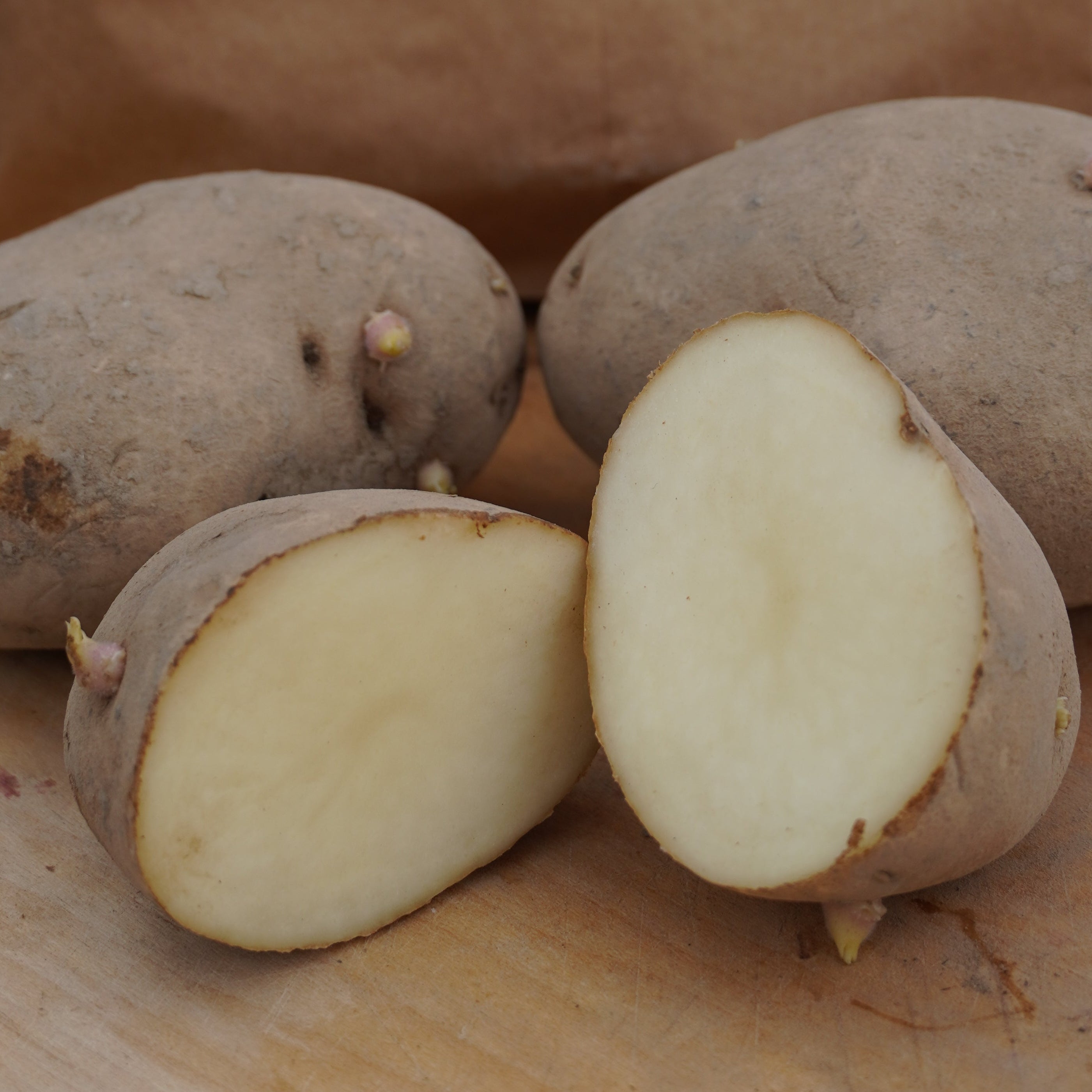 Russet Burbank Potato, ORGANIC - Sow True Seed