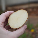 Russet Burbank Potato, ORGANIC - Sow True Seed