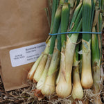 Borettana Cipollini Onion Starts - Sow True Seed