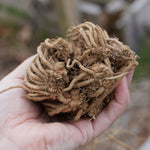 Mary Washington Heirloom Asparagus Crowns - Sow True Seed
