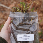 Albion Strawberry Plants - Sow True Seed