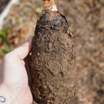 Rhubarb Crown, Crimson Red - Sow True Seed